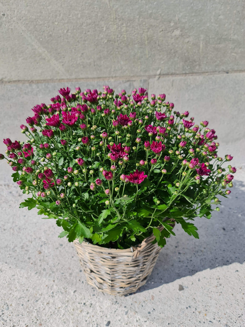 Chrysanthemum Plant