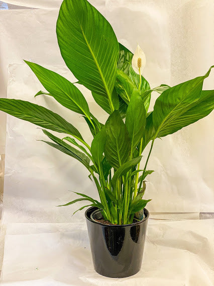 Air Cleansing Indoor Plant