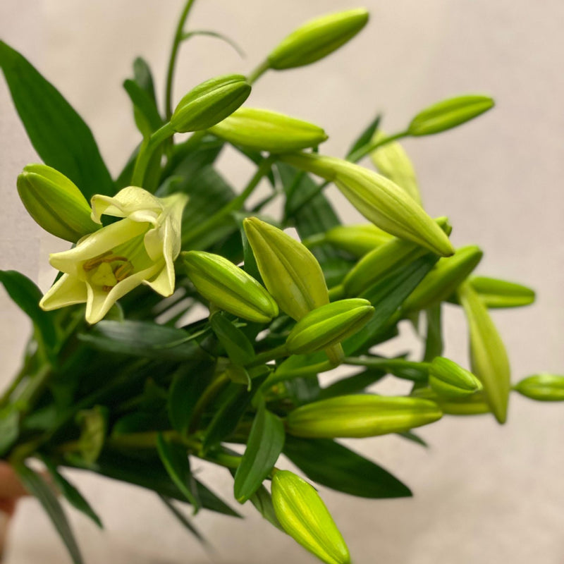 The White Lily