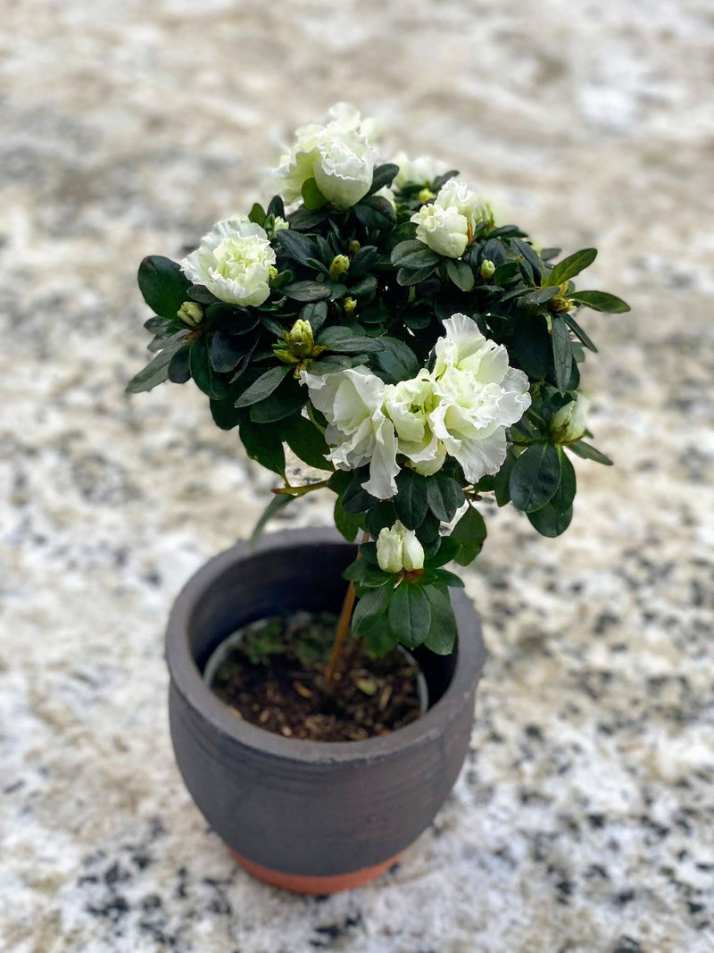 Azalea mini tree