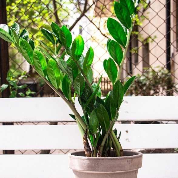 Green Indoor Zamioculcas