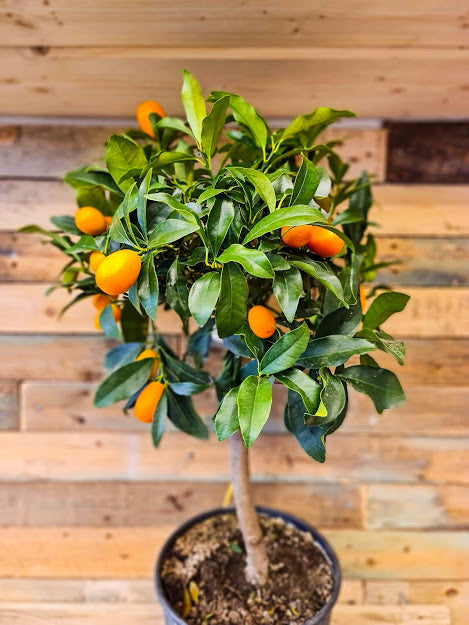 Citrus tree