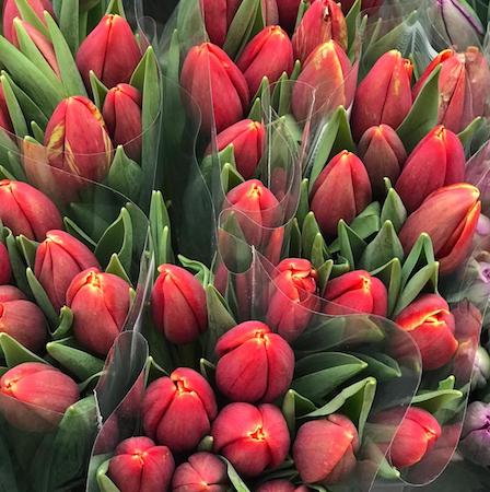 Bright Redness  tulips