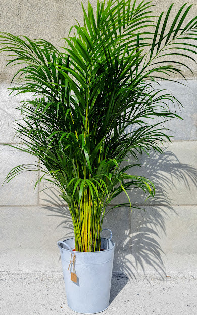 Areka Palm