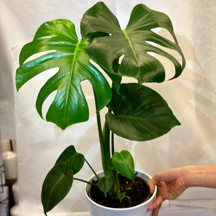 Monstera deliciosa