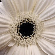White Gerbera Snowfall