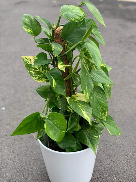 Ivy Arum