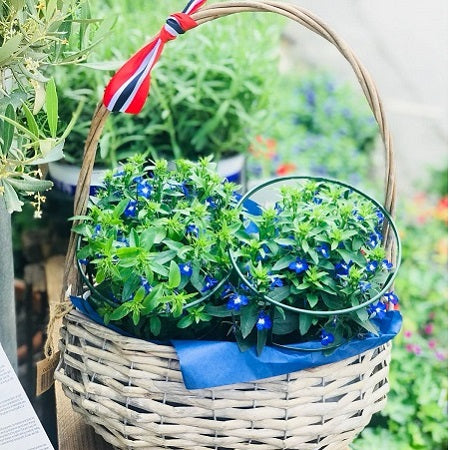 Lobelia Bliss