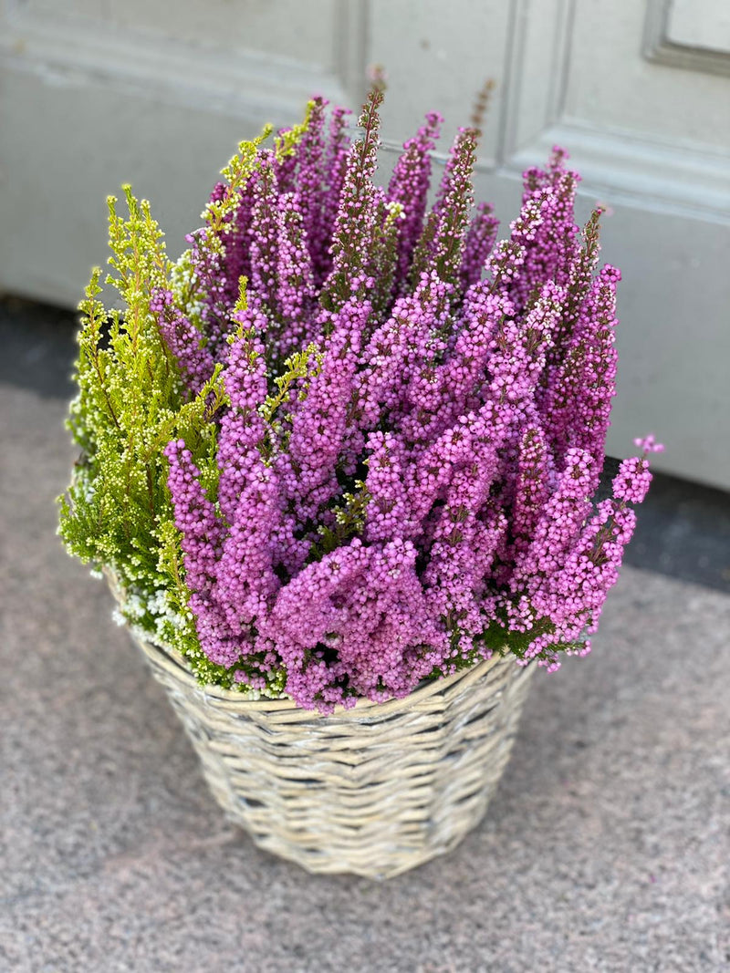 Erika Autumn plant