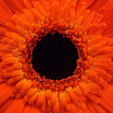 Orange Gerbera Bliss