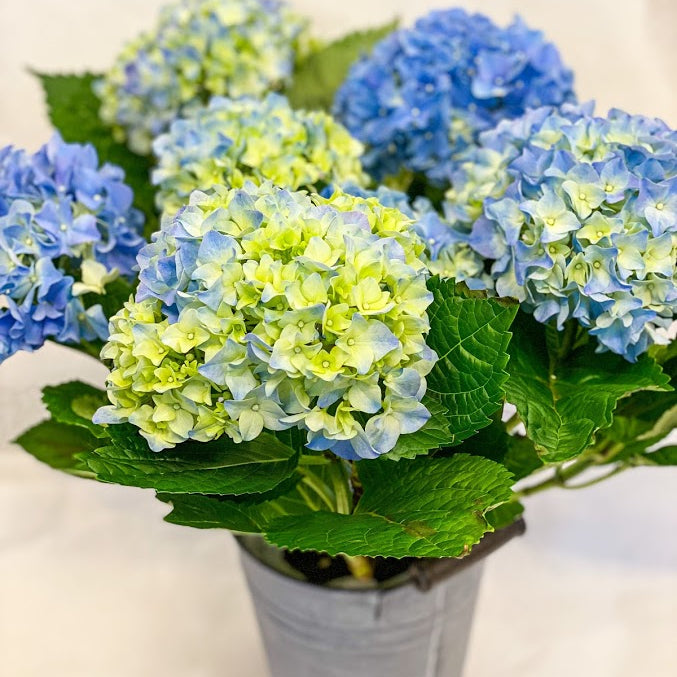 Blue Hydrangea
