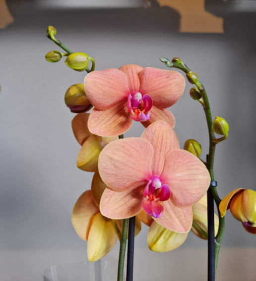 Peach Orchid