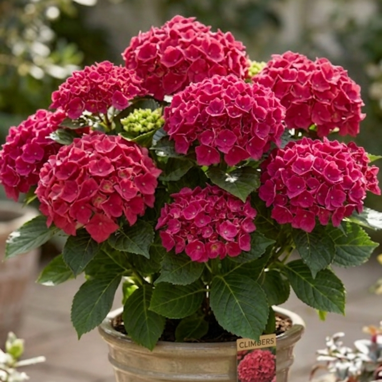 Dark magical Hydrangea