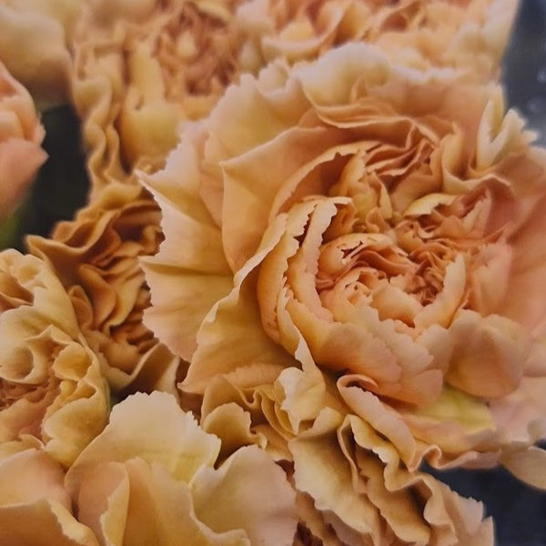 Light Peach Supreme Carnation
