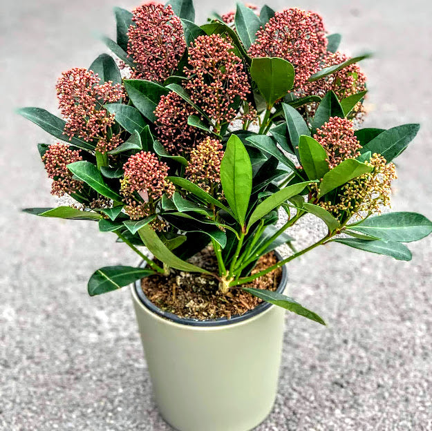 Skimmia Japonica