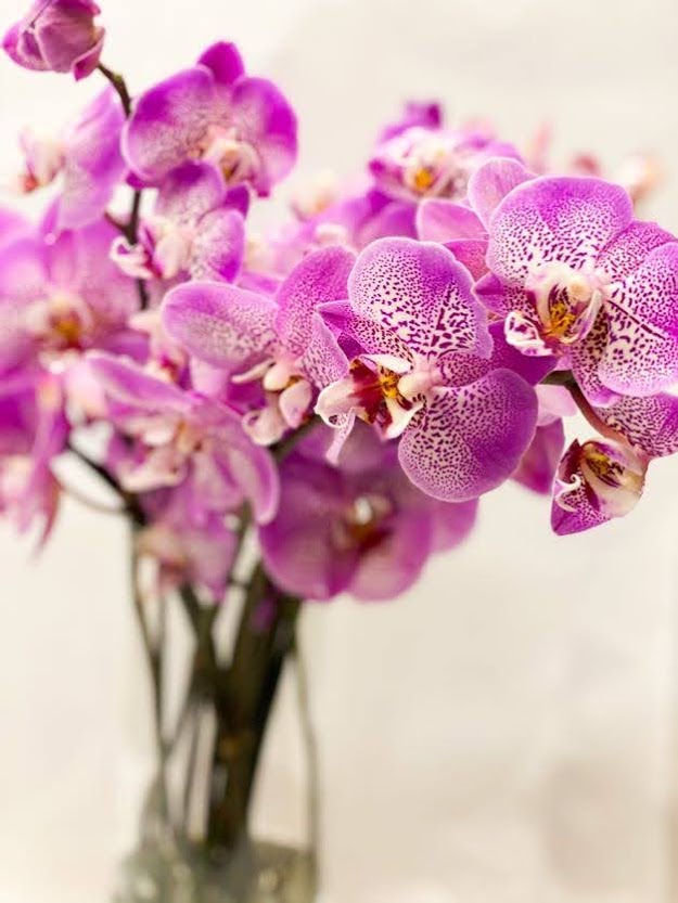 Pink Orchid Queen