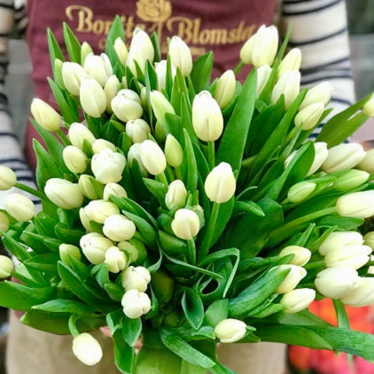 Tulips Exclusive