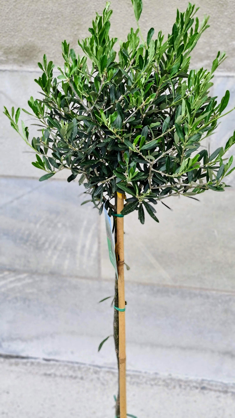 Olive tree