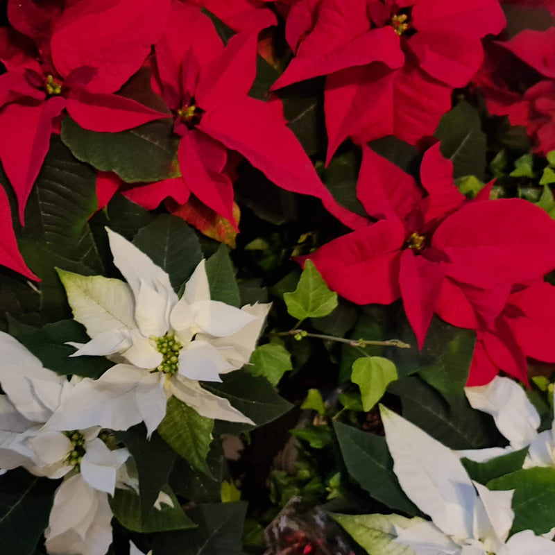 Red or white Star in a basket