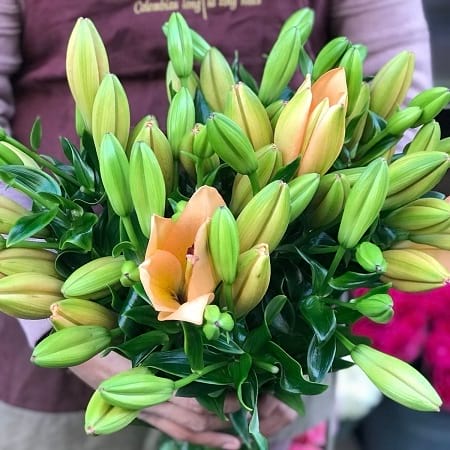 Lily Delight